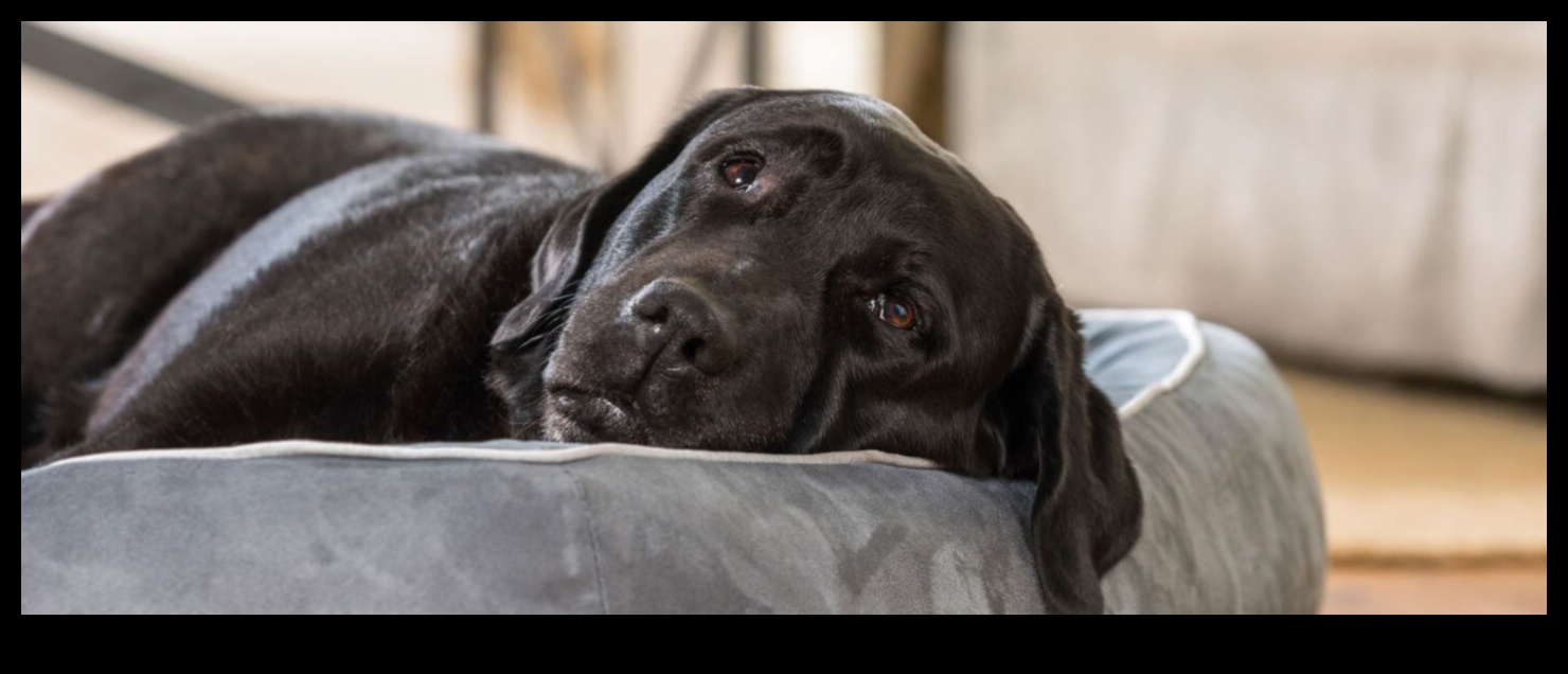 Köpek Rüyaları: Köpek Uyku Düzenlerini Anlamak