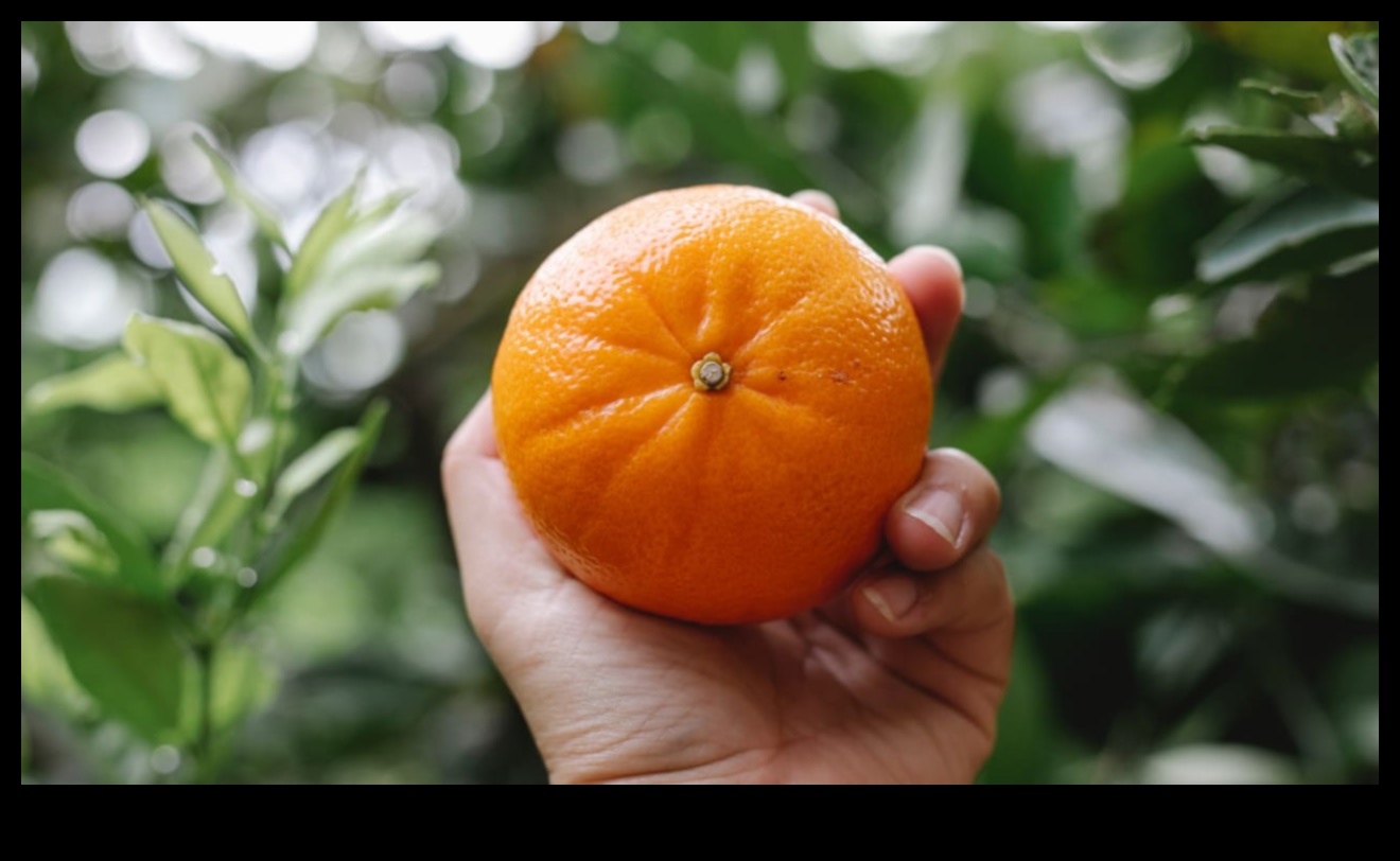 Citrus Serenatı: Taze Meyve Sularının Ekşi Lezzetlerinin Tadını Çıkarın