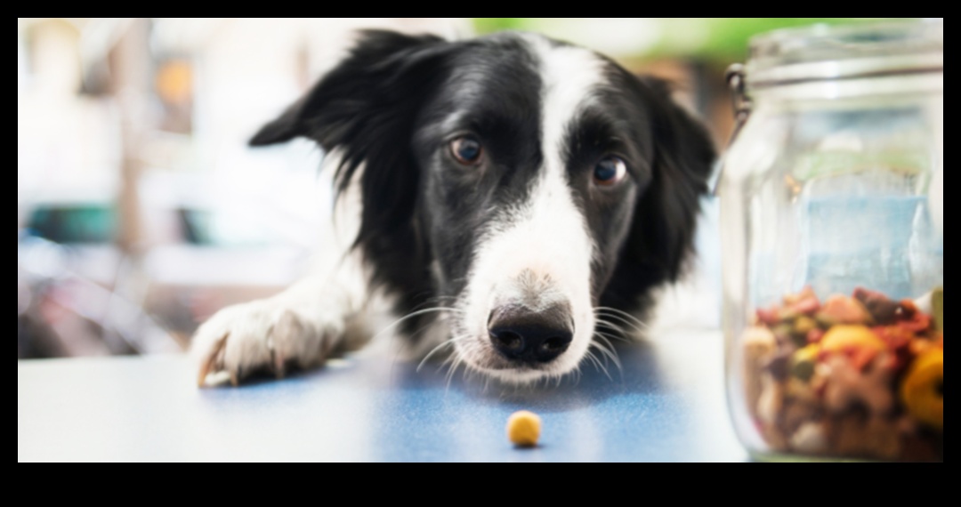 Köpek Diyeti: Sağlıklı Bir Yavru Köpek İçin Beslenme Esasları