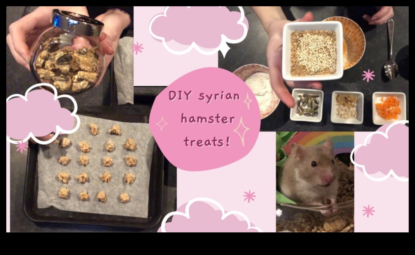 Hamster DIY Lezzetleri Devam Ediyor: Yaratıcı ve Sağlıklı Tarifler