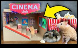 Hamster Ev Sineması Küçük Evcil Hayvanlarınız İçin Rahat Film Geceleri Nasıl Düzenlenir